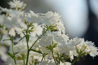 Photograph 3686