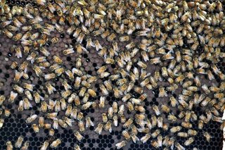 Busy bees packing away nectar in the hexagon shaped bee wax cells
