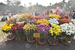 Flower Show November 2019
