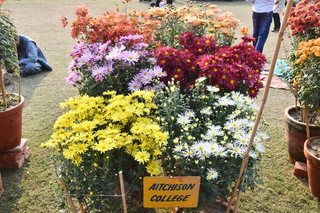 Flower Show November 2019