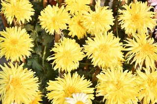 Flower Show November 2019