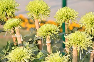 Flower Show November 2019