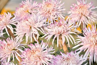 Flower Show November 2019