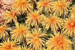 Flower Show November 2019