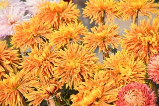 Flower Show November 2019