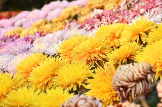 Flower Show November 2019