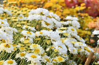 Flower Show November 2019