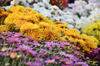 Flower Show November 2019