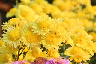 Flower Show November 2019