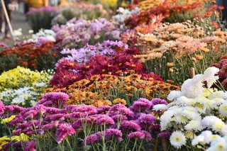 Flower Show November 2019