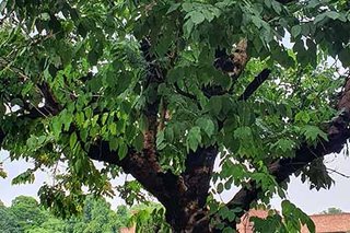Photograph 4729