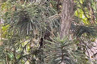 Photograph 4737