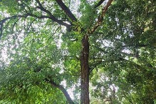 Photograph 4738
