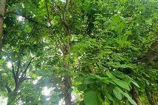 Photograph 4740