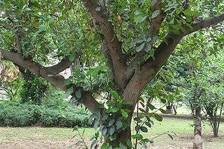 Photograph 4753