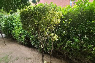 Photograph 4762