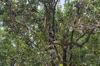 Photograph 4771