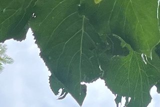 Photograph 4772