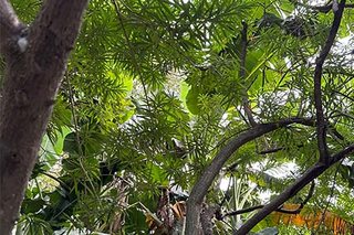 Photograph 4781