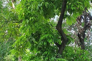 Photograph 4785