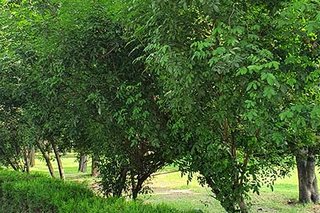 Photograph 4796