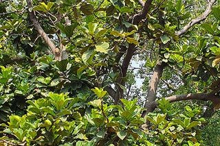 Photograph 4797