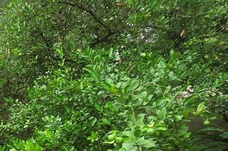 Photograph 4801