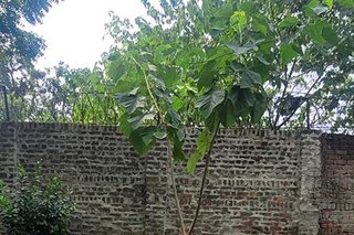 Photograph 4817