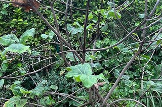 Photograph 4832